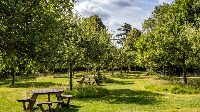 The Orchard